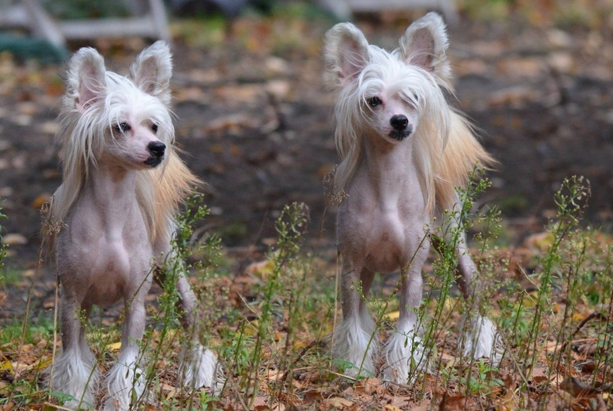 Китайский халат