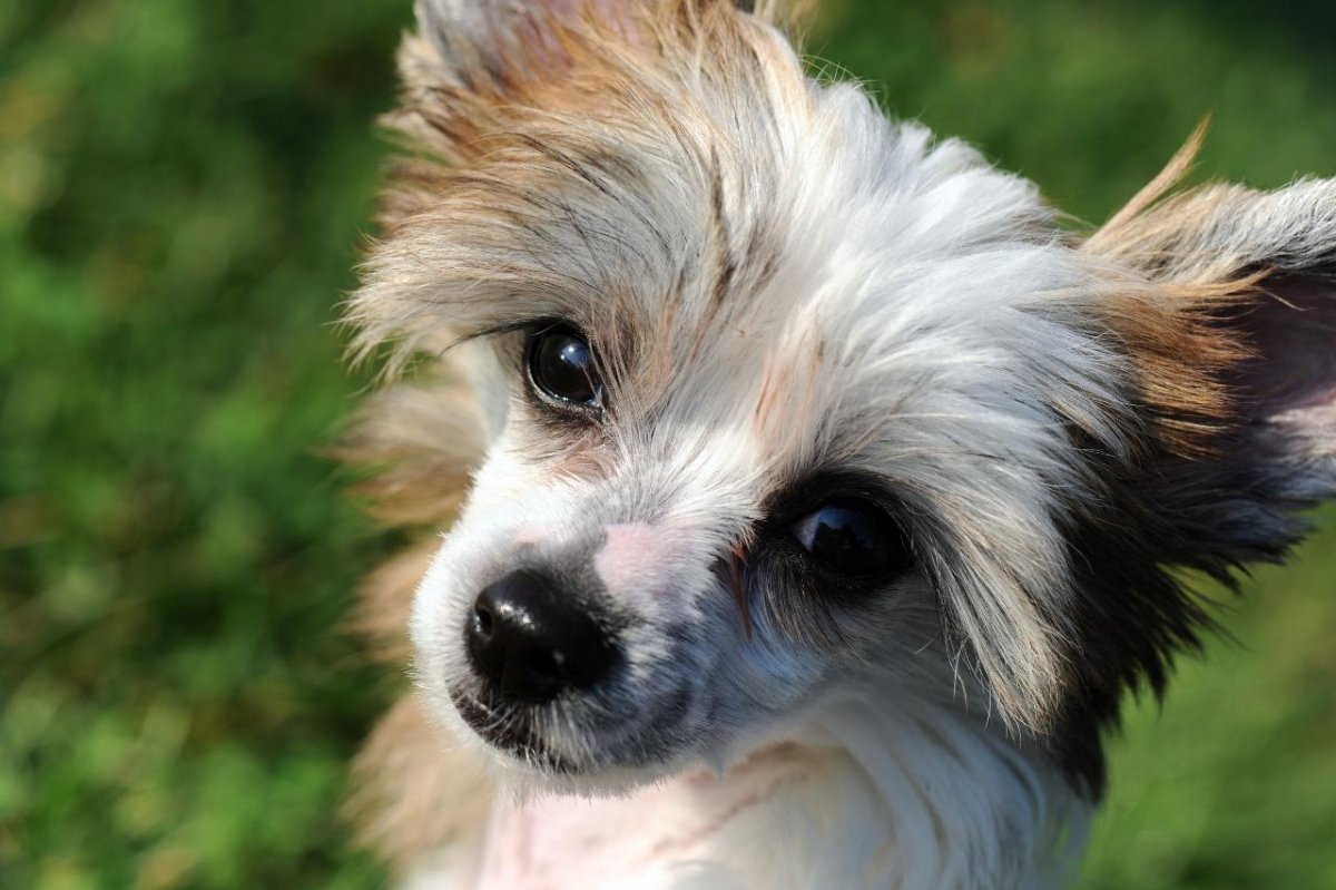 Лысая собака порода китайская хохлатая собака