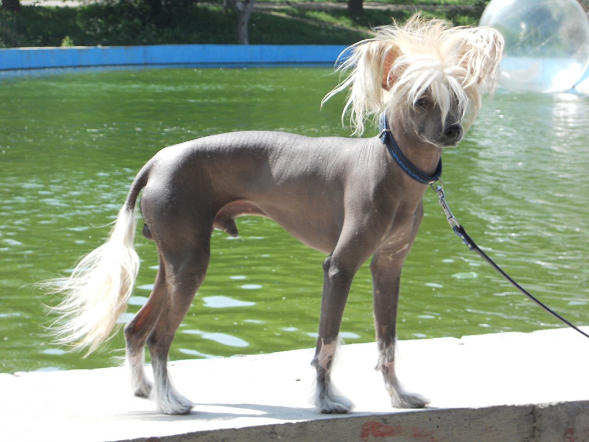 Китайская хохлатая