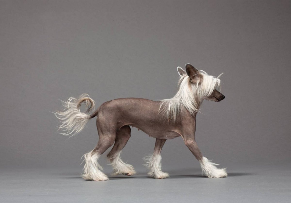 Chinese Crested Dog show