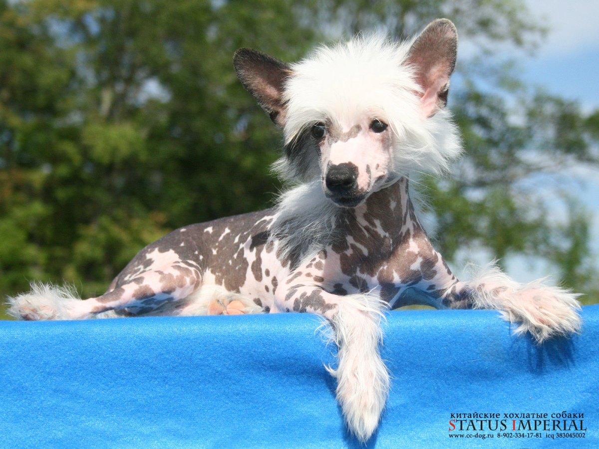 Китайская хохлатая муругий