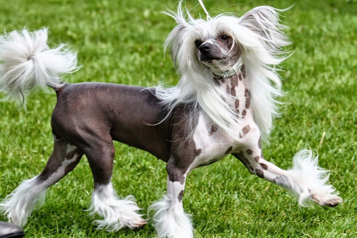 Китайская хохлатая