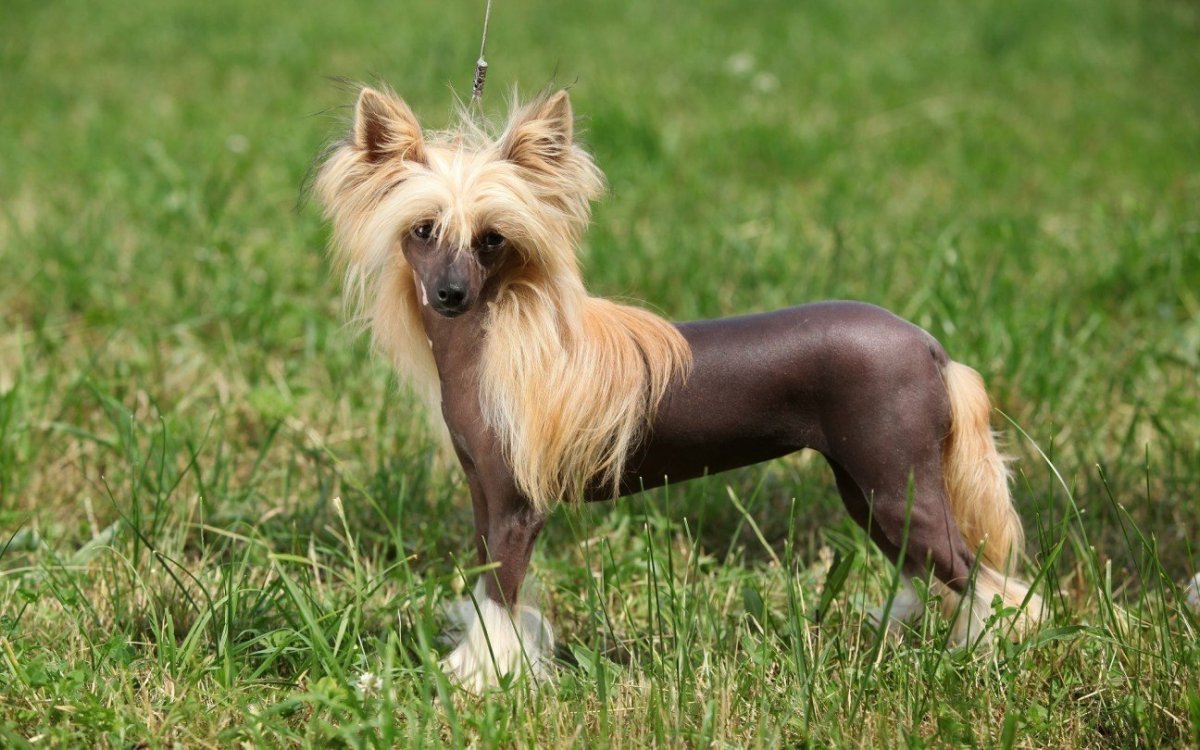 Королевская хохлатая