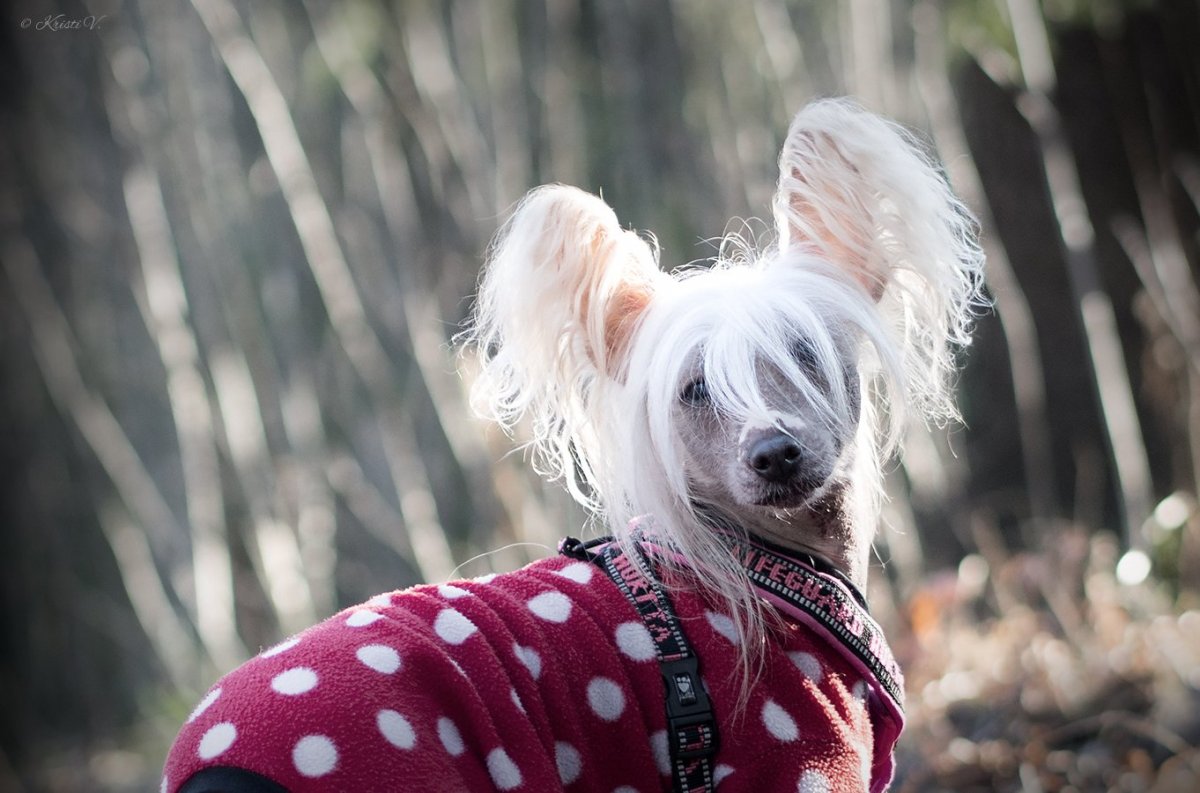 Мексиканская хохлатая собачка
