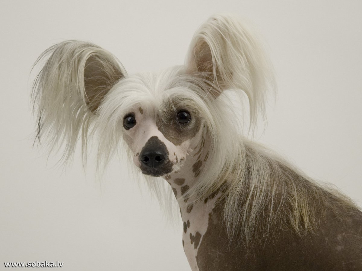 Мексиканская хохлатая собака