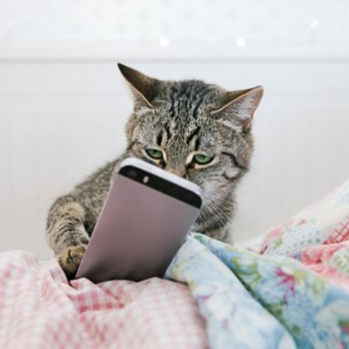 Кошки в нашей жизни