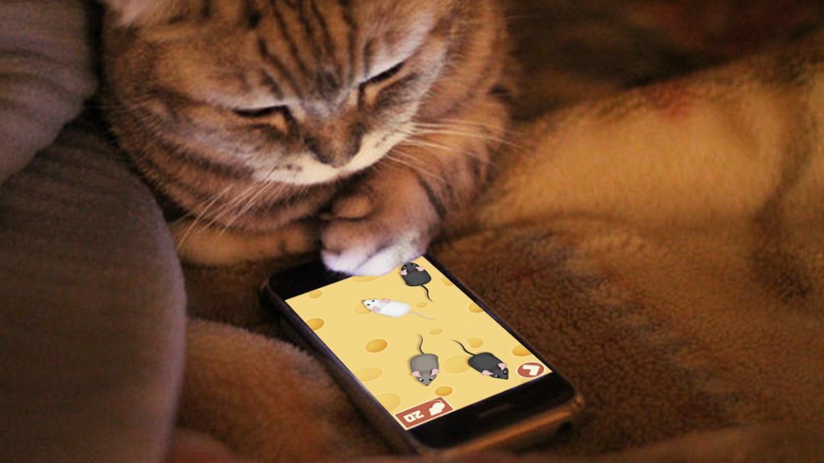 Кот с мобильником