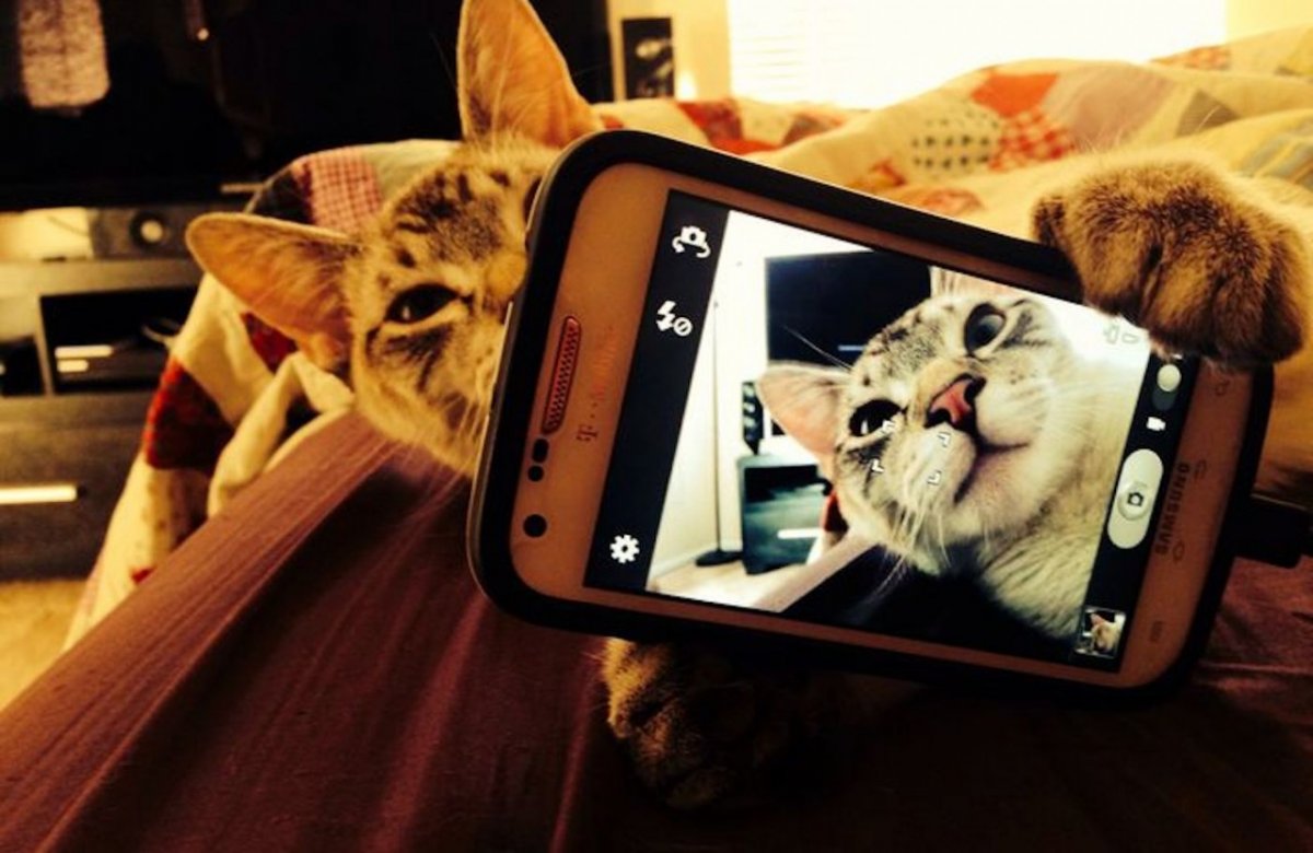 Котик с айфоном