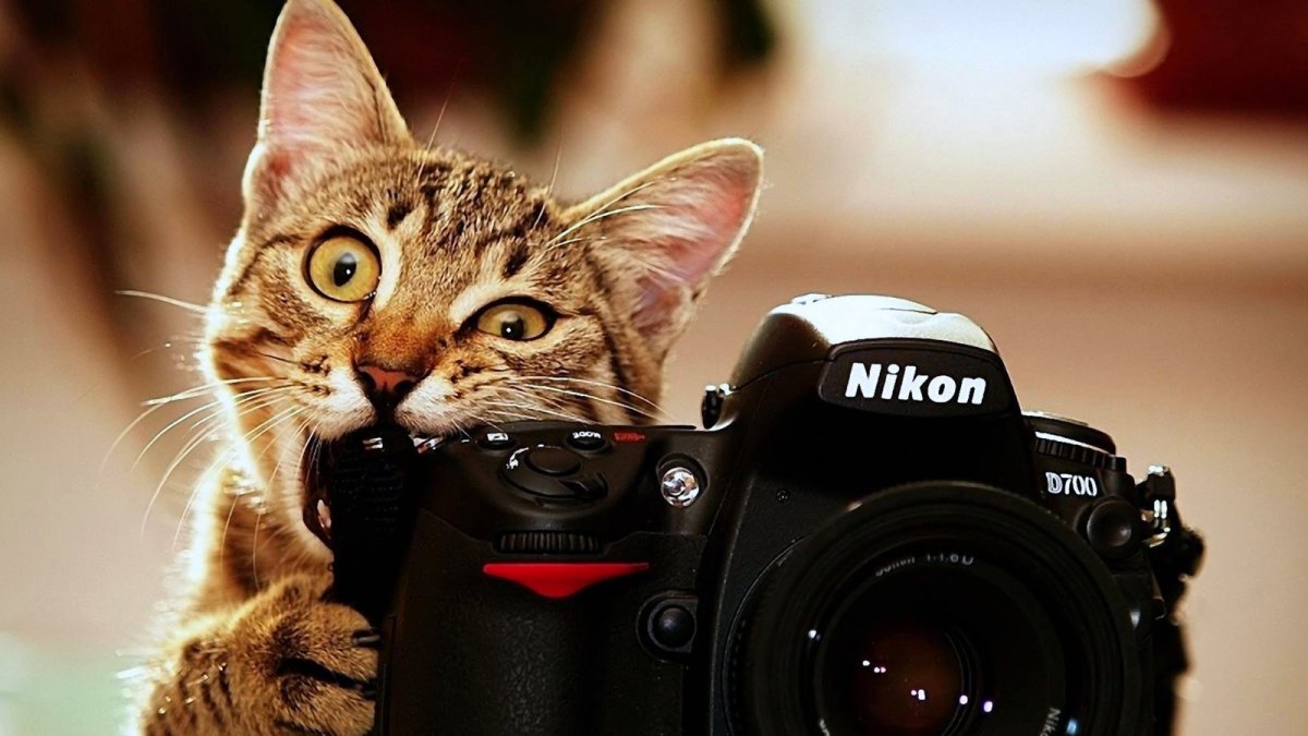 Крутой кот в очках