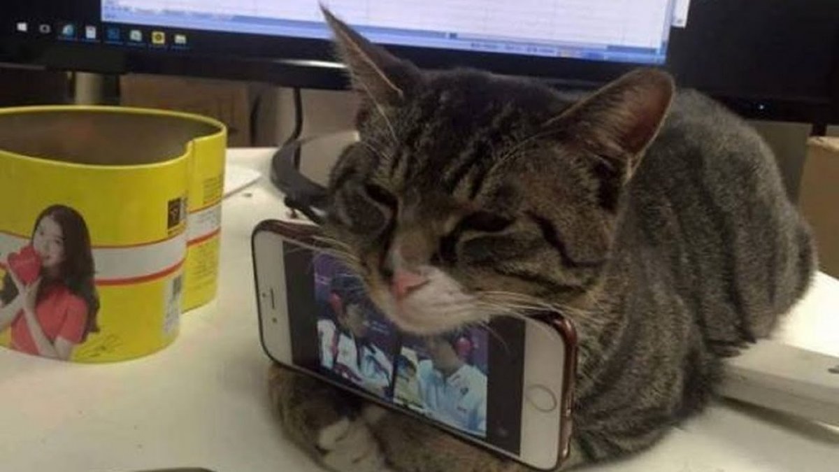 Стильный кот