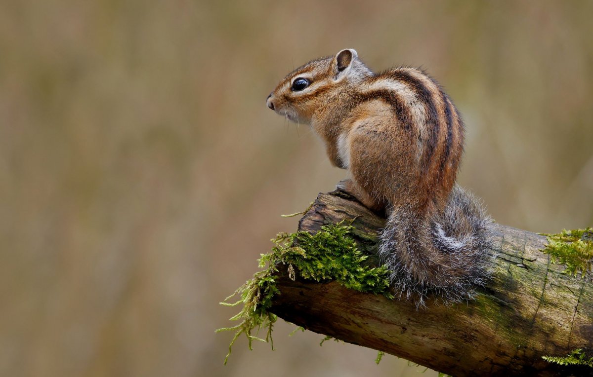 Восточный бурундук (Tamias striatus