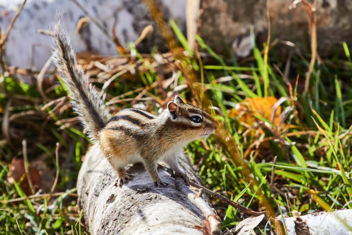 Бурундук полоски