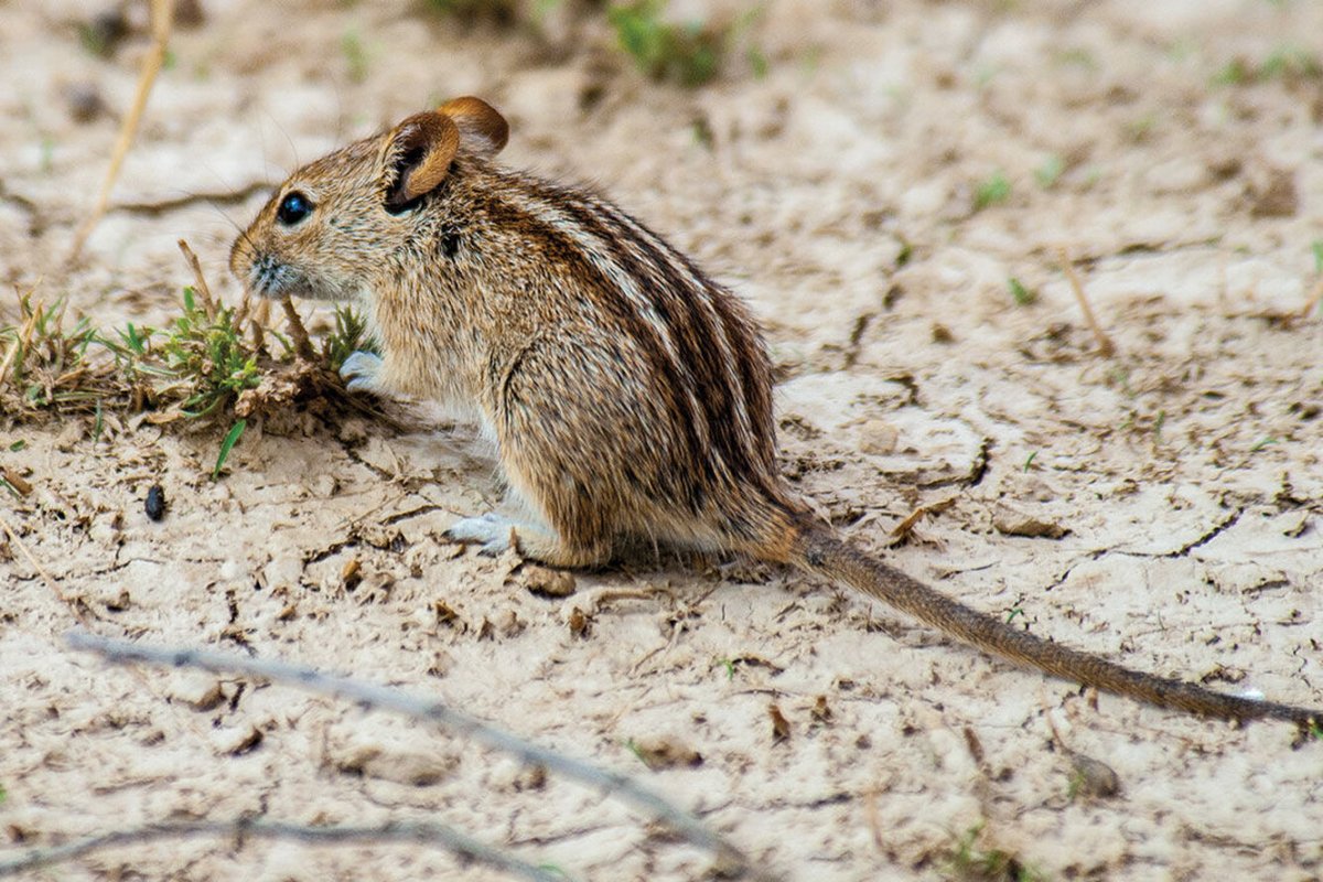 Суслик полосатый