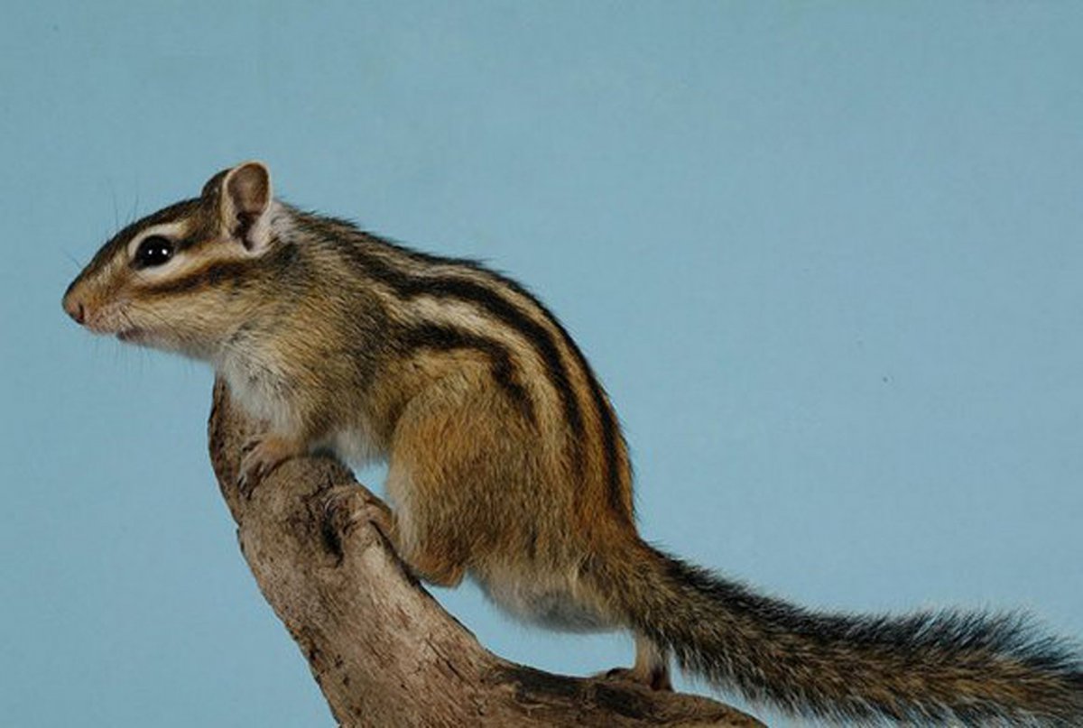 Бурундук Сибирский окрас