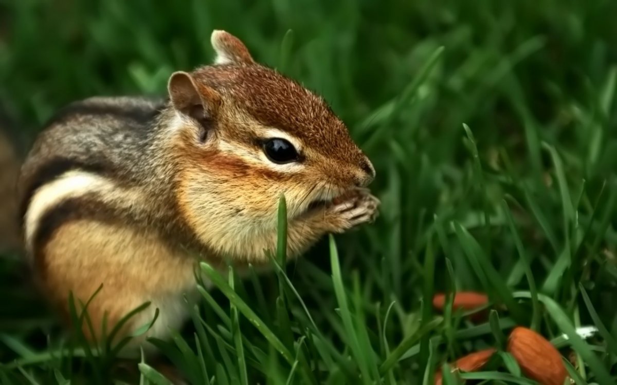 Lemniscomys barbarus
