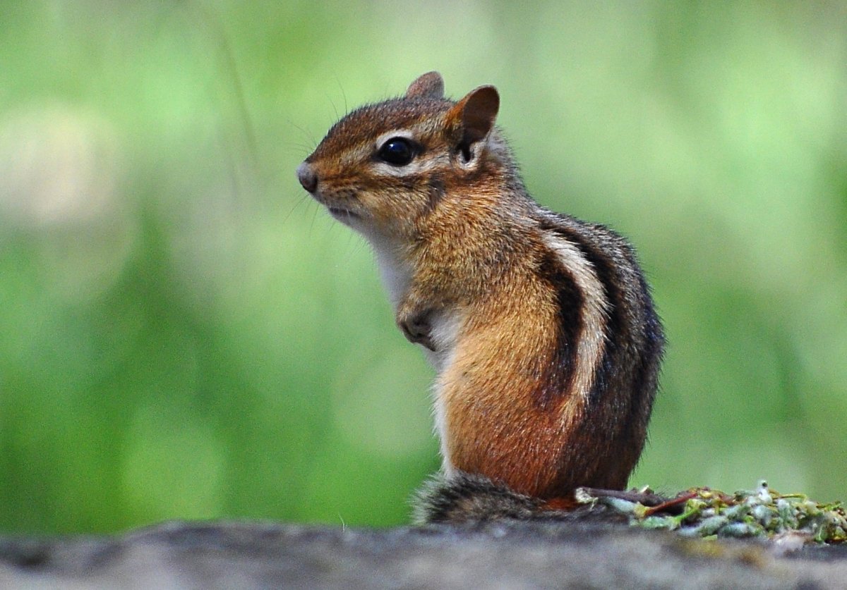 Бурундук Таунсенда