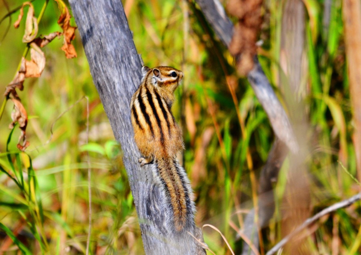Сумчатый бурундук