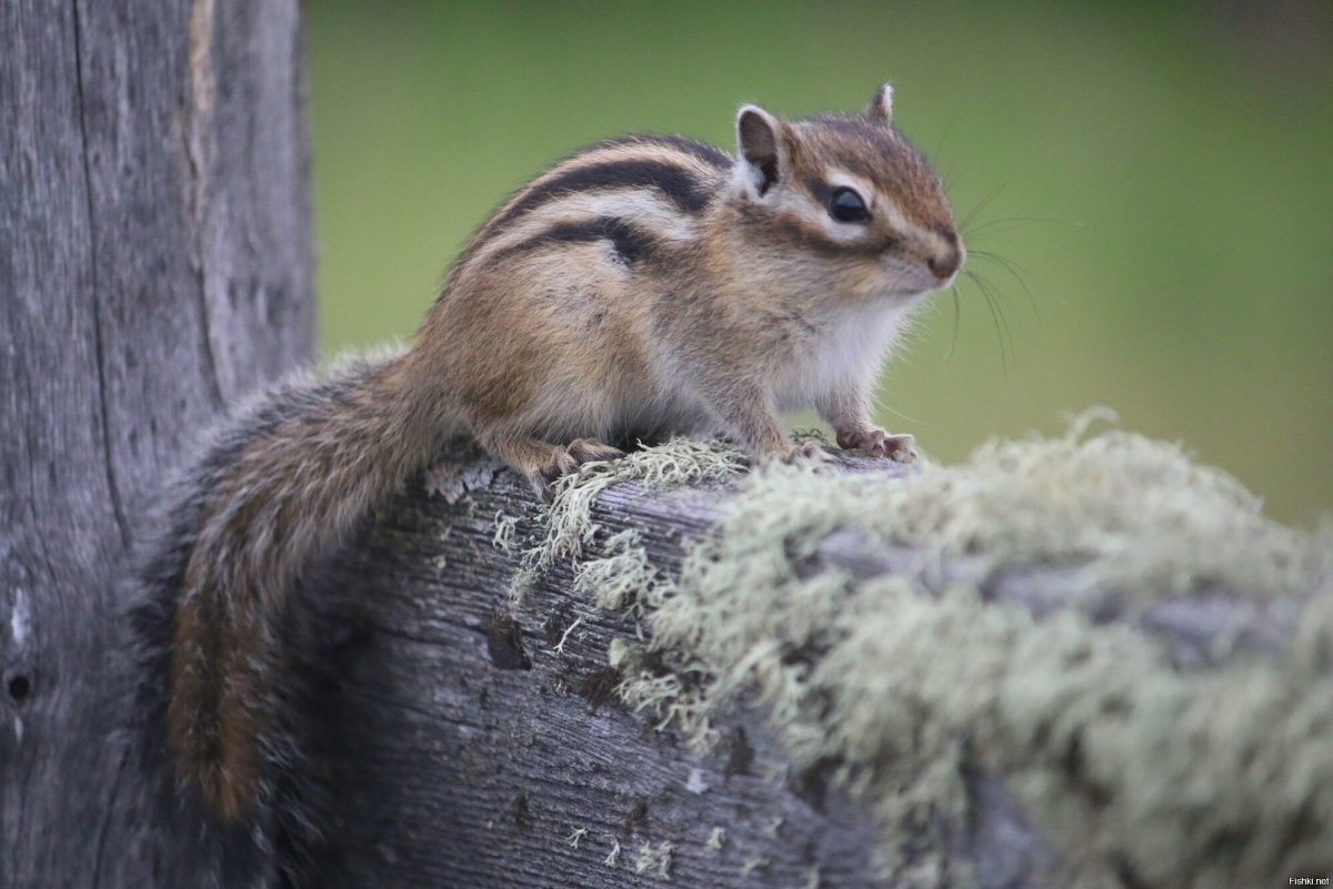 Малый бурундук (Tamias Minimus)