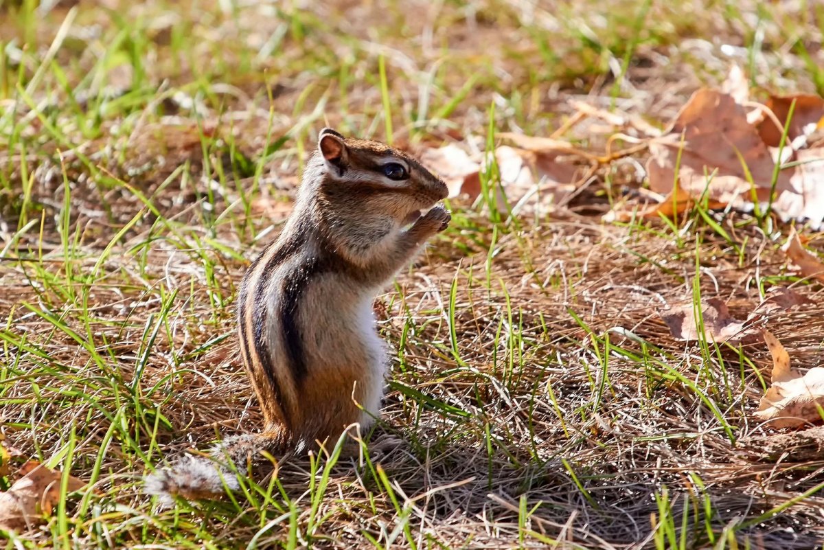 Бурундуки джунгарские полосатые