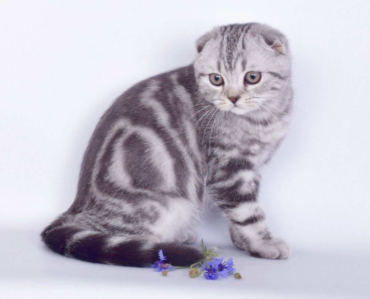 Шотландская прямоухая кошка мрамор