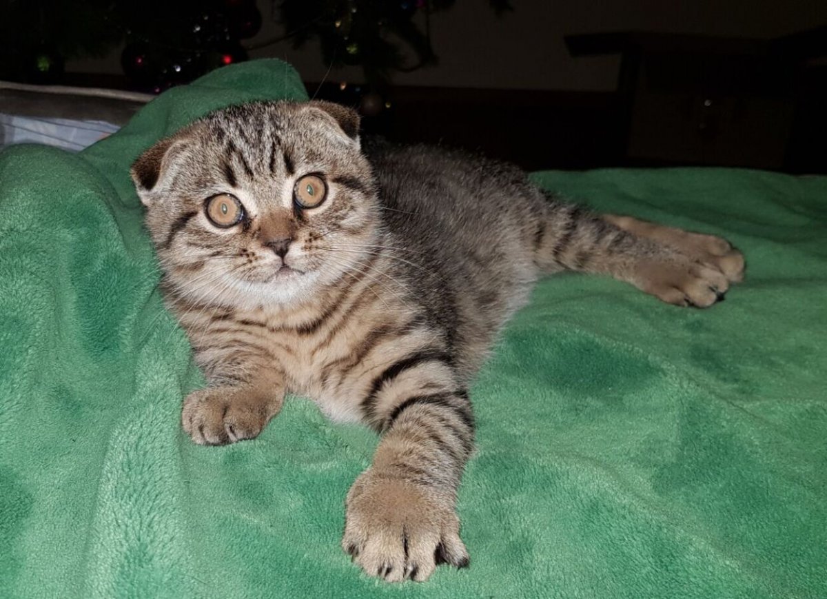 Скоттиш фолд Браун табби
