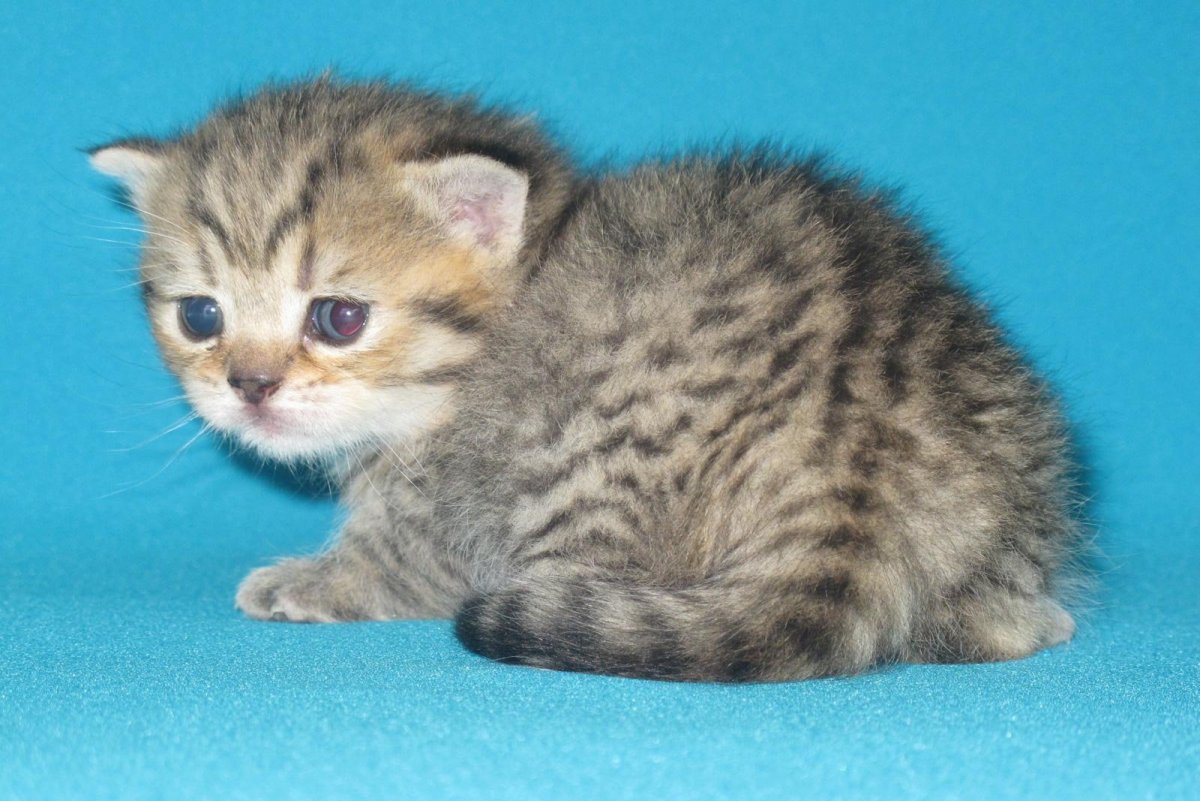 Бенгальский шотландец вислоухий