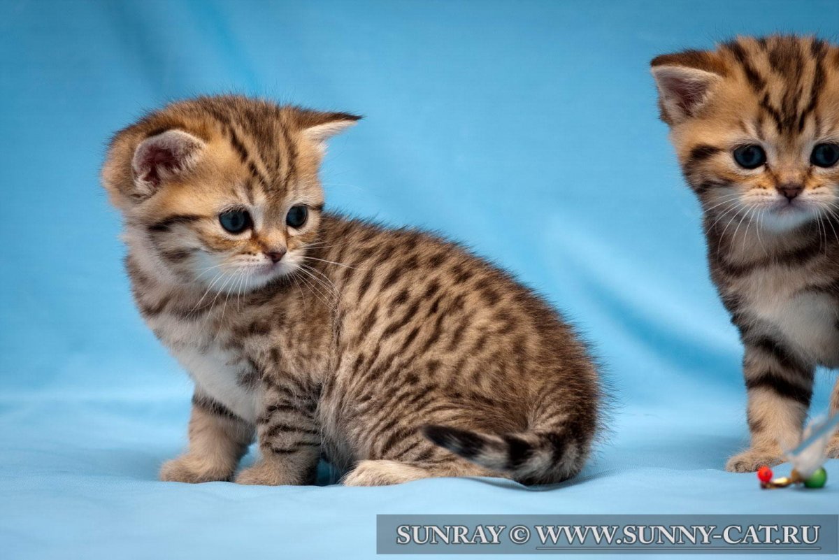 Браун-табби пятнистый