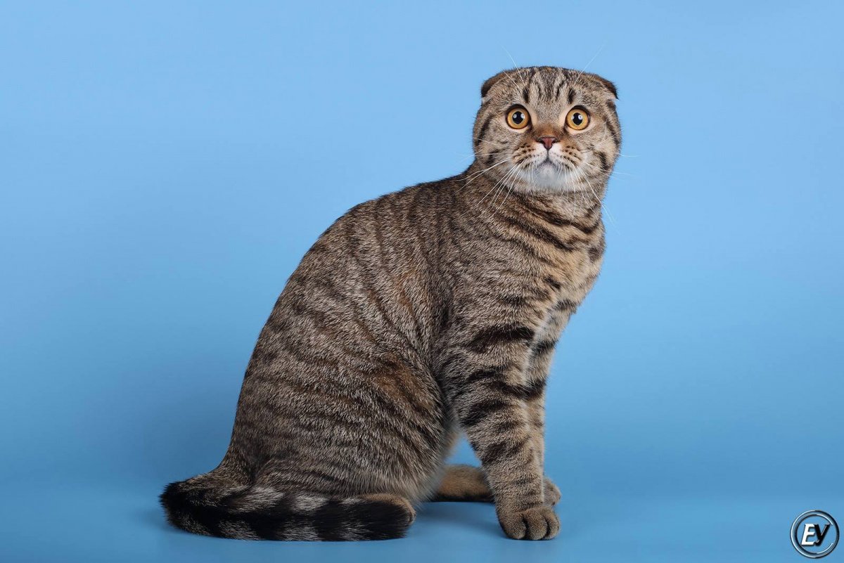 Скоттиш страйт табби котята