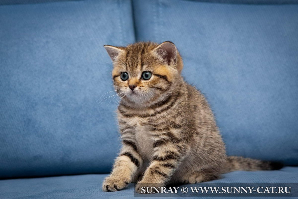 Скоттиш фолд мраморный