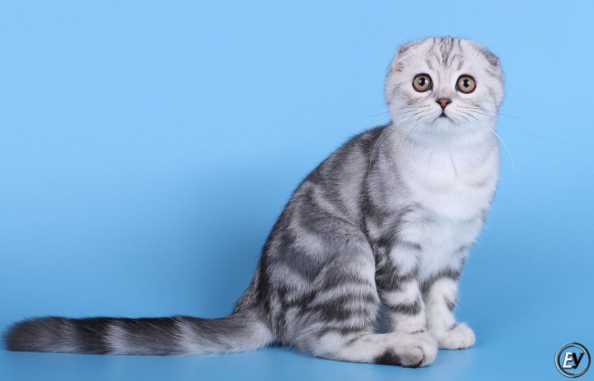 Шотландский вислоухий NS 22