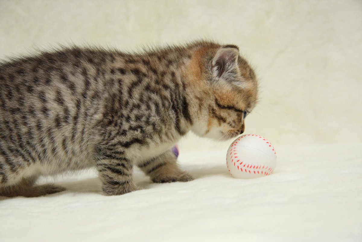 Шотландский скоттиш фолд тигровый