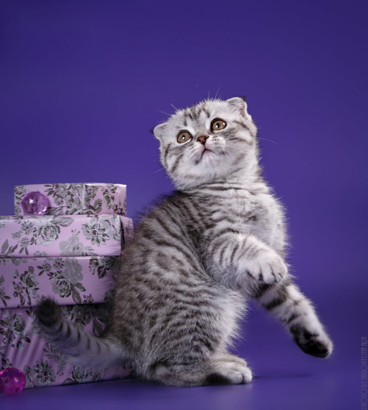 Британская кошка раскрас таби