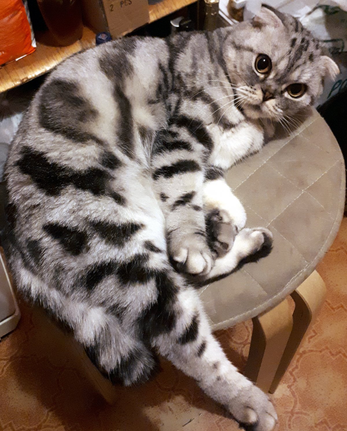 Шотландская вислоухая скоттиш страйт