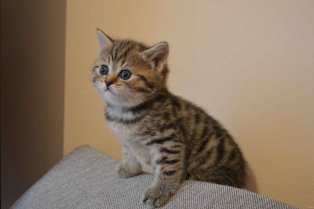 Котята Браун табби