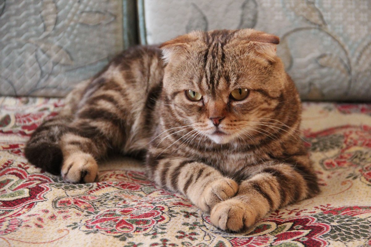 Окрас табби шотландских кошек