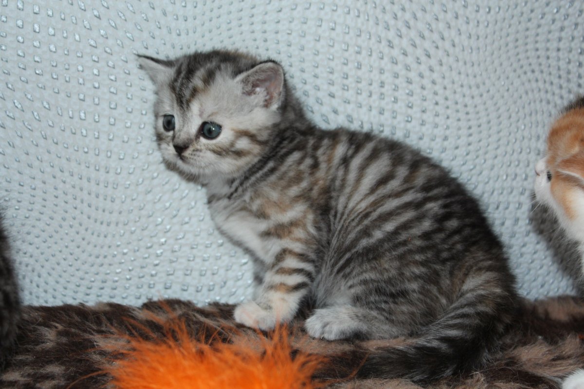 Котята Шотландские окрас биколор мрамор на серебре