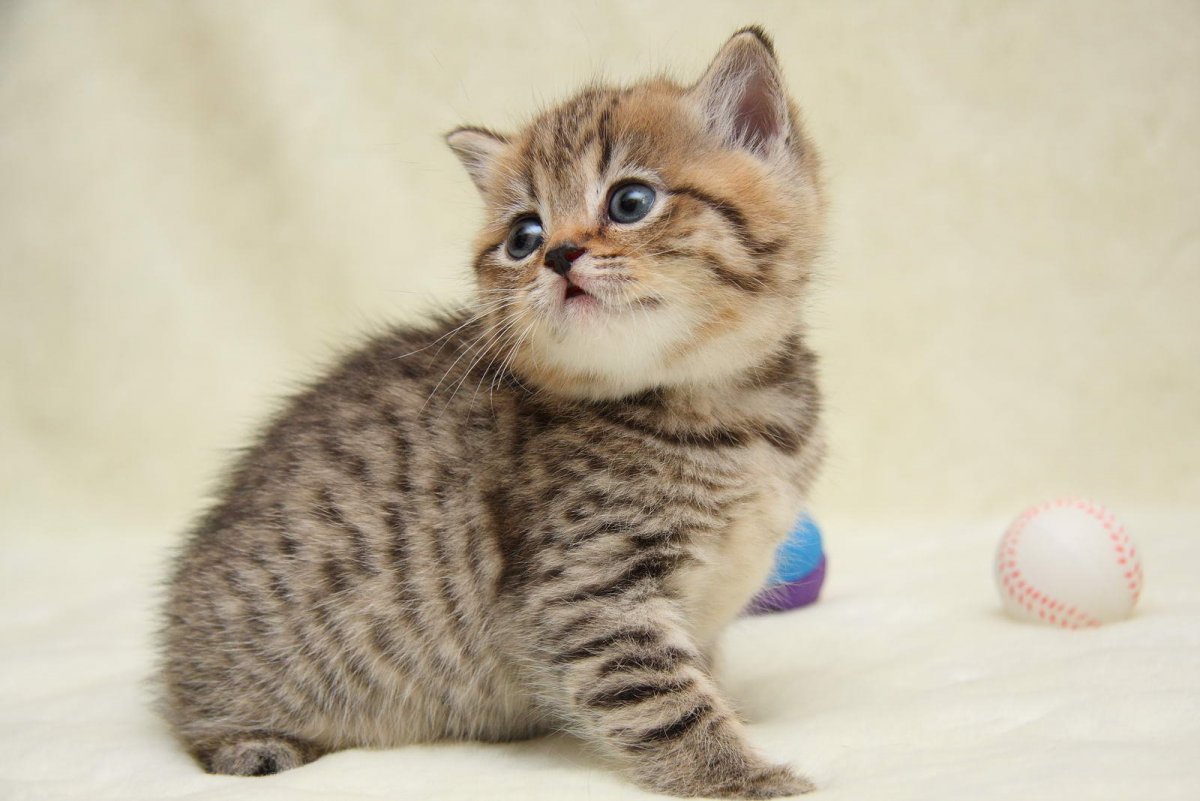 Шотландская вислоухая кошка мраморный табби