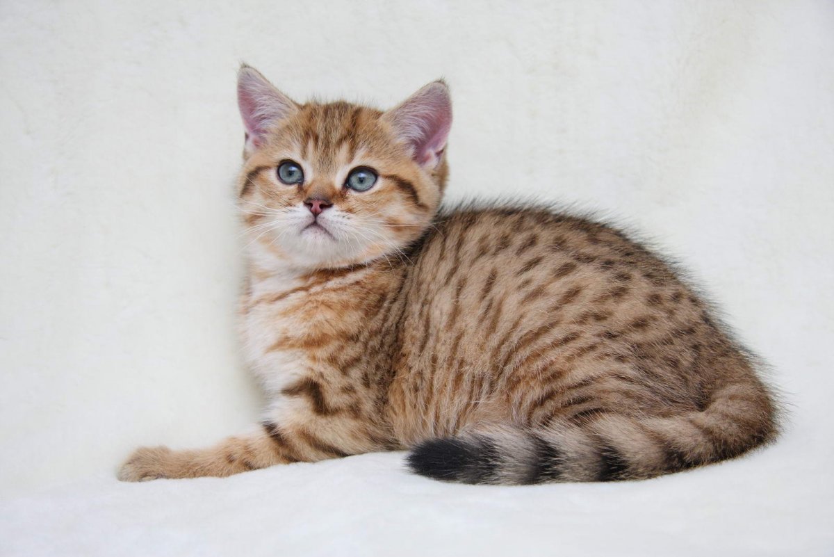 Американская короткошерстная кошка табби