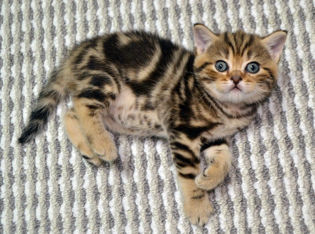 Табби макрель тигровый