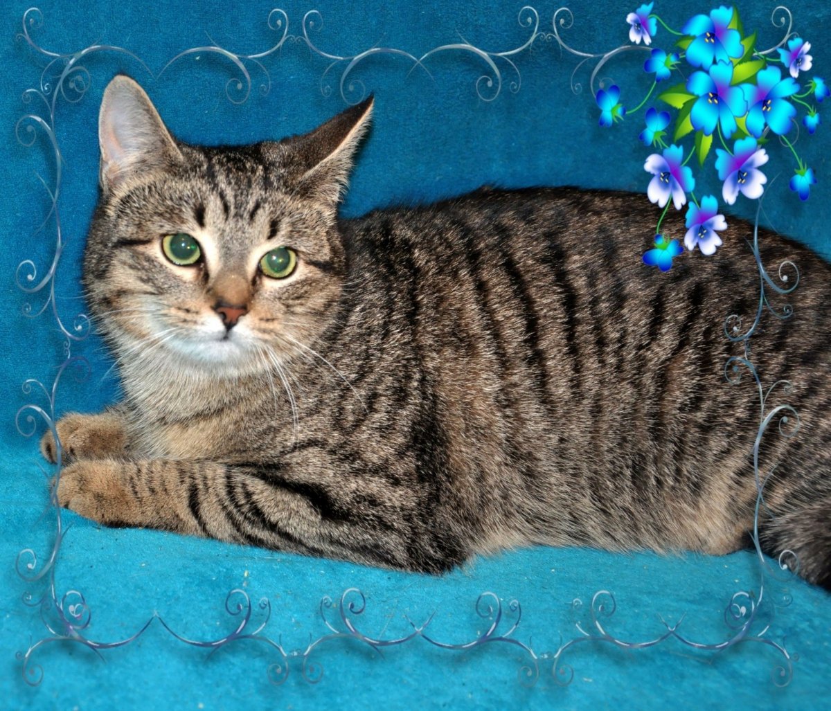 Шотландский вислоухий кот полосатый серый