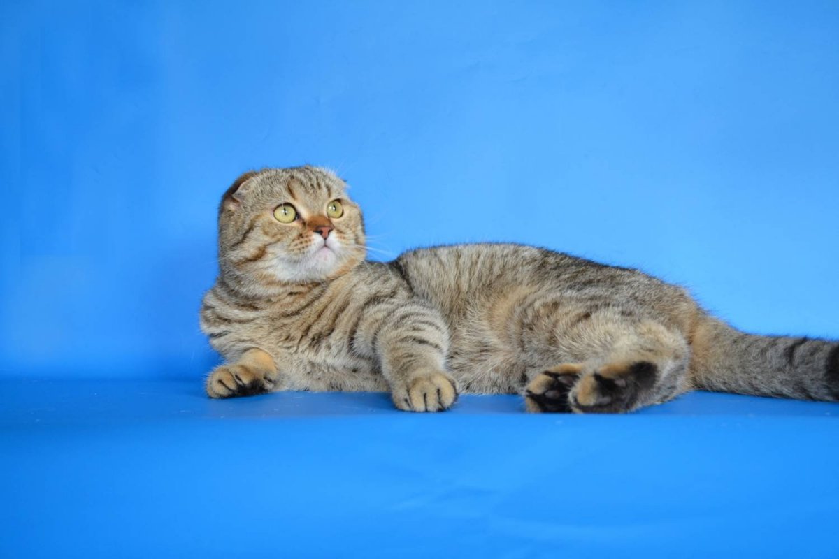 Шотландская вислоухая табби