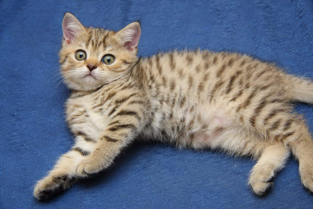 Шотландская вислоухая табби