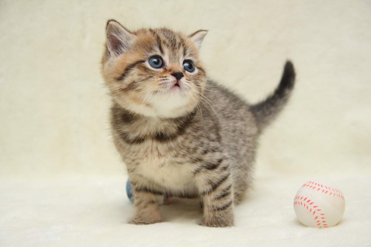 Шотландский скоттиш фолд табби