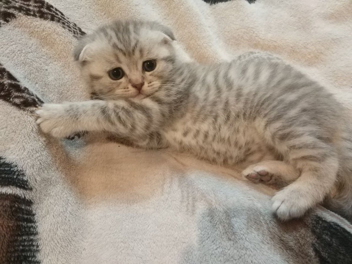 Британский кот табби мраморный