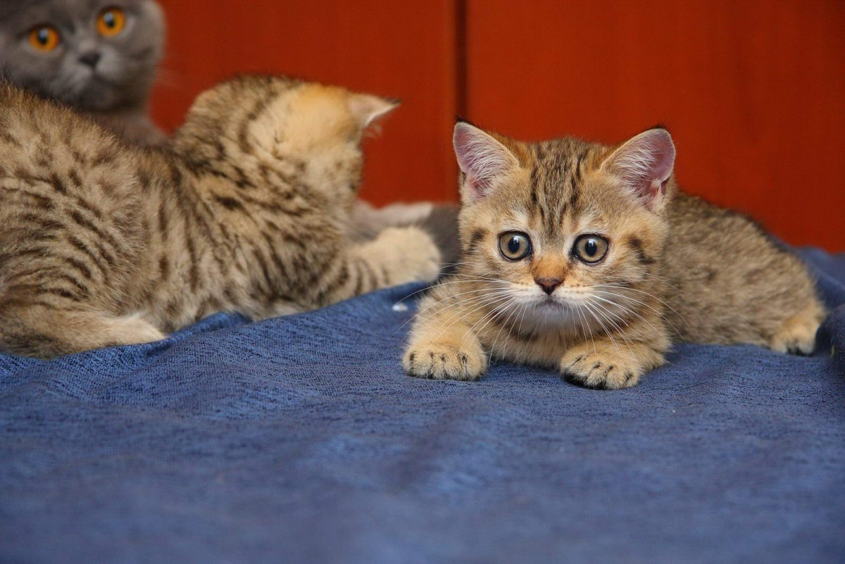 Шотландская вислоухая кошка вискас