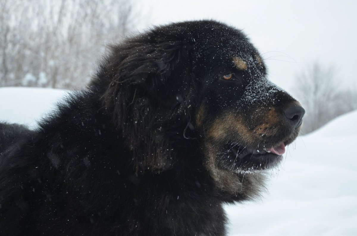 Монгольская овчарка банхар