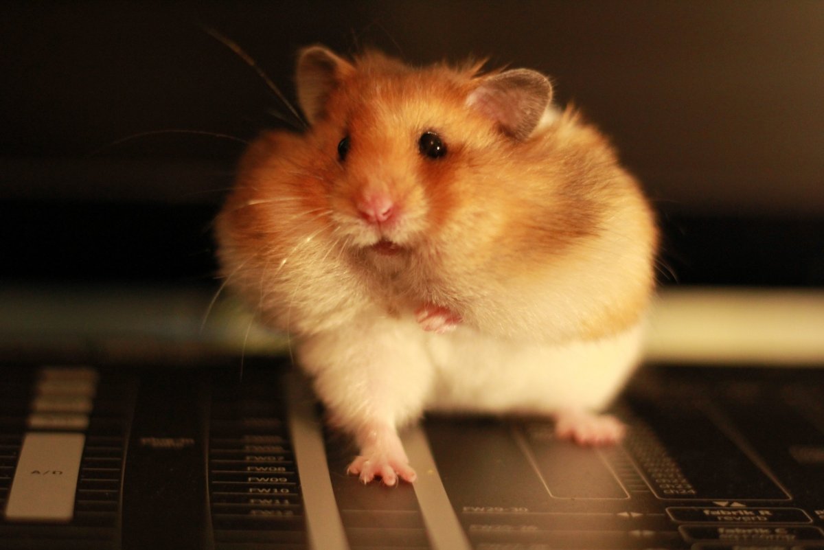 Упитанный хомяк