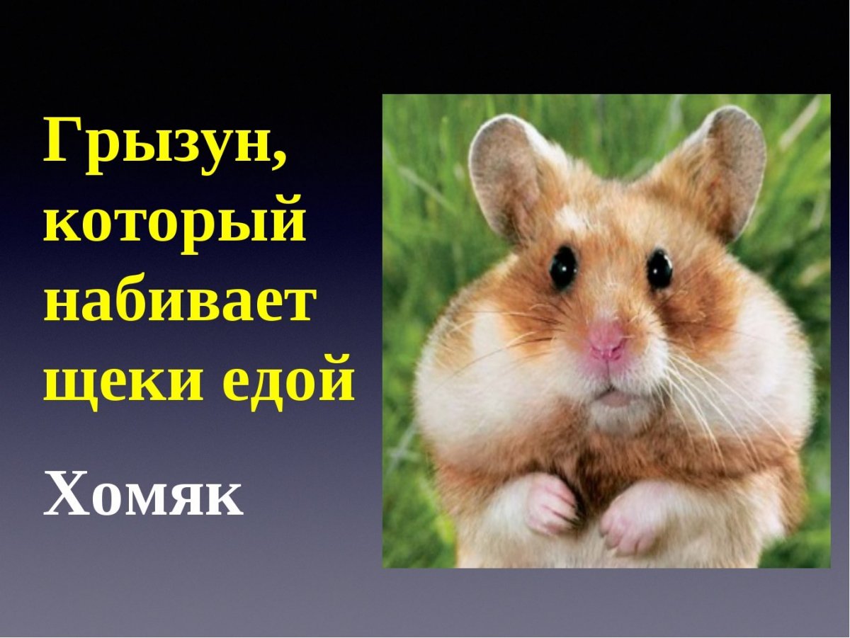 Хомяк с набитыми щеками