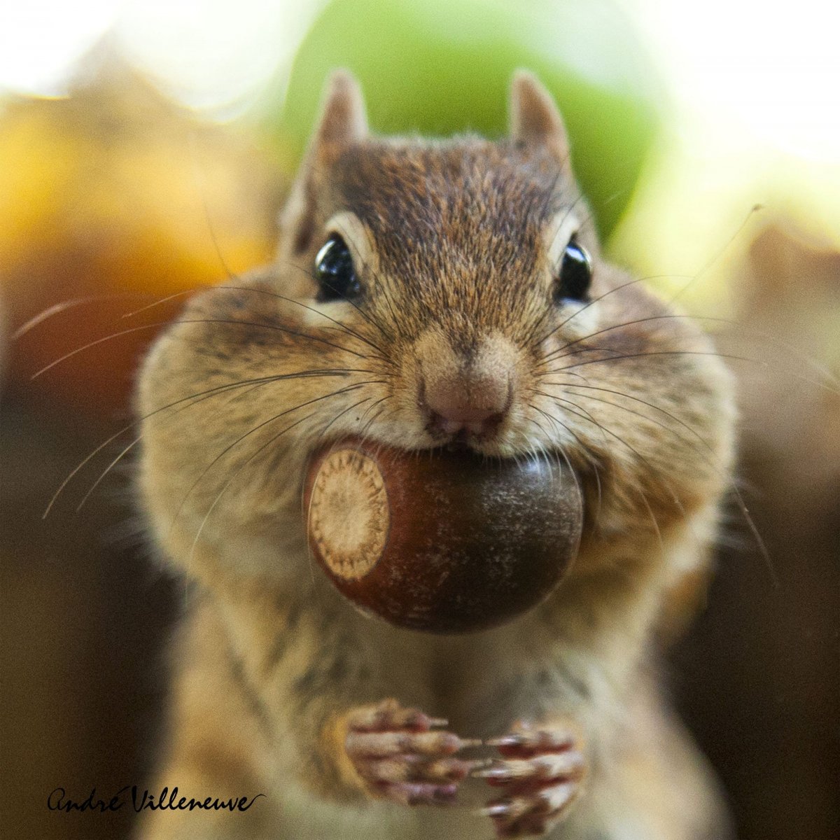 Толстый хомяк