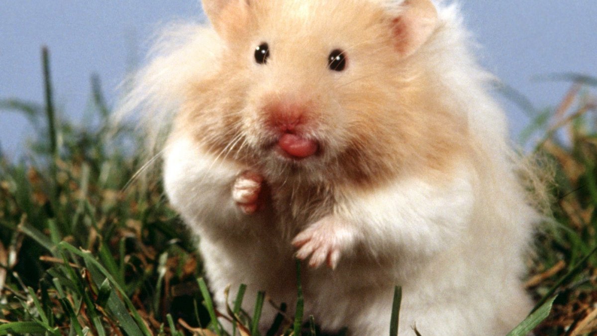 Взгляд хомяка
